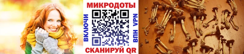 купить наркотики сайты  Белово  Псилоцибиновые грибы мицелий 
