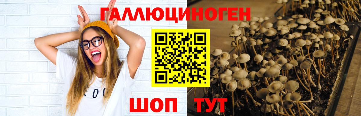 Галлюциногенные грибы Psilocybe  Вход с VPN  Псилоцибиновые грибы ЛСД  Белово 